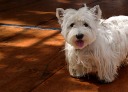 Wee Jock - West Highland Terrier (Westie)