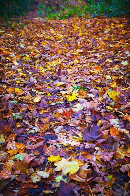 leaf leaves autumn fall colours colors seasons