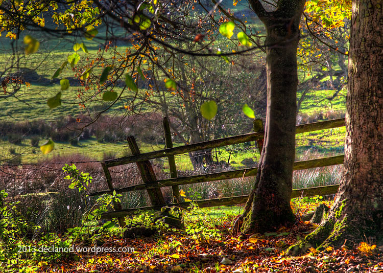 yorkshire woodland dales fields fence autumn leaves leaf declanod