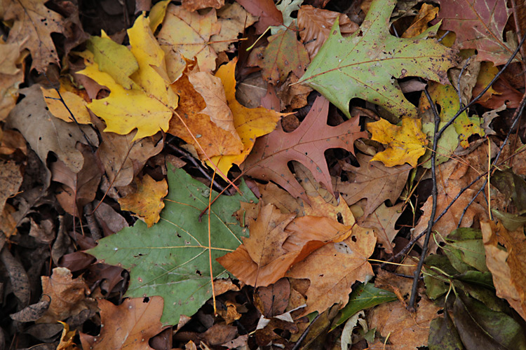 leaves fall autumn Niagara Canada colours colourful