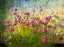 chives gardens gardening painterly painting pink