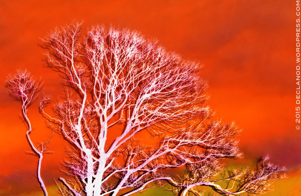 red tree white sky graphic illustration
